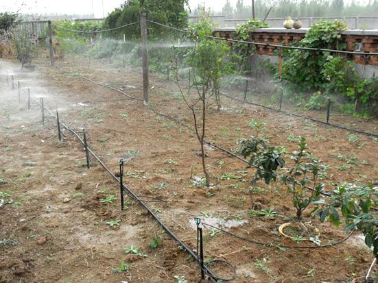 地插微噴實(shí)景圖